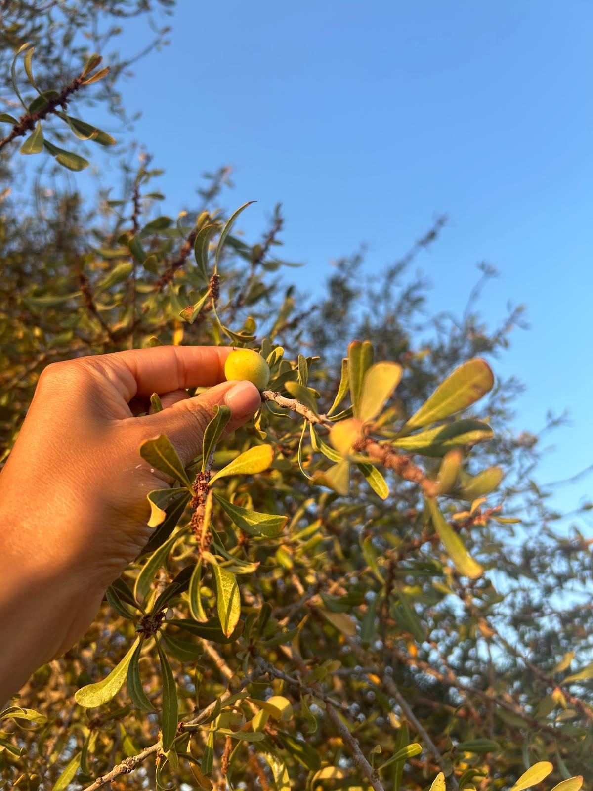 Olio di Argan cosmetico Puro 100% Naturale -viso e capelli - Estratto a Mano in Marocco
