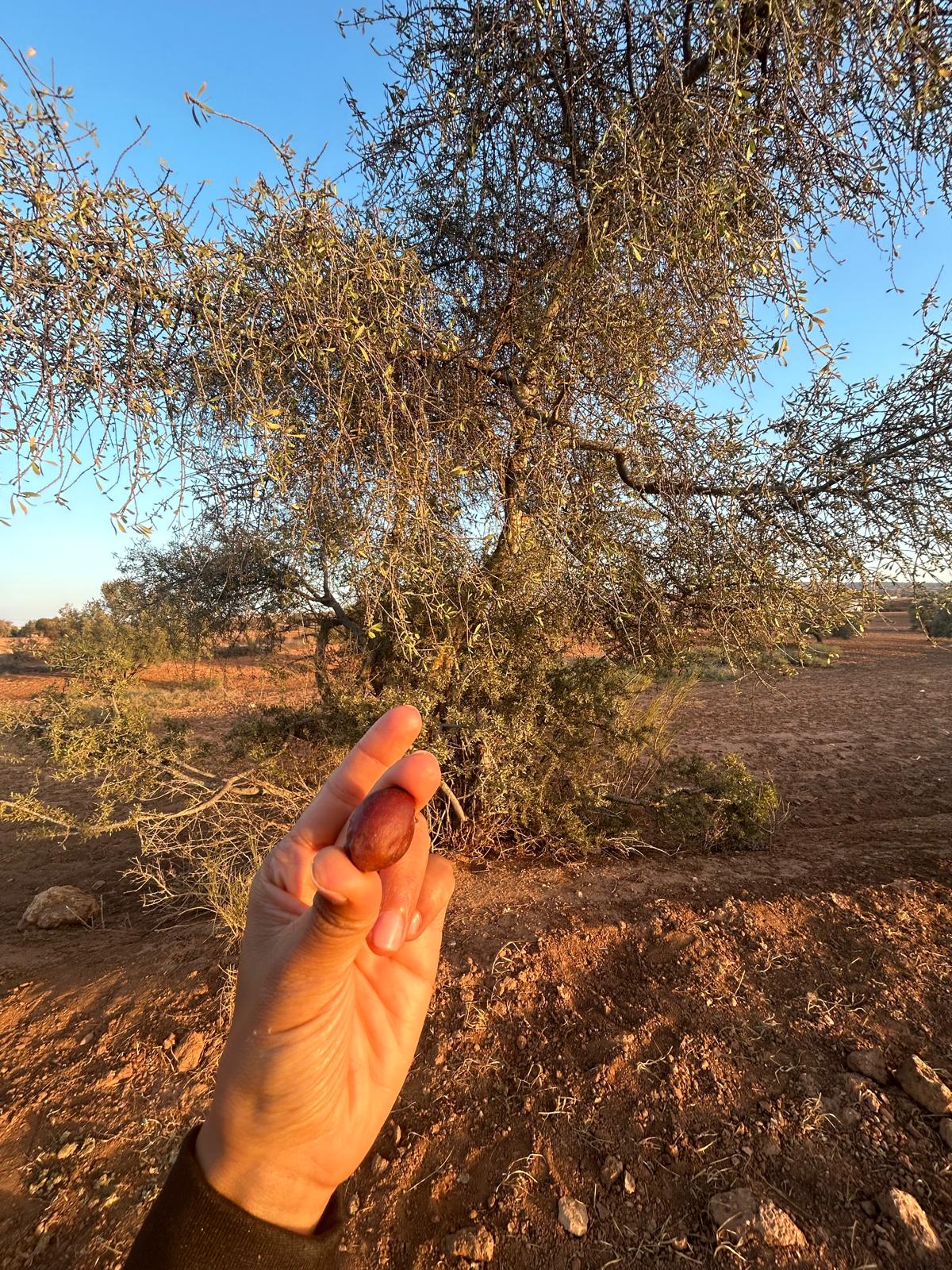 Olio di Argan cosmetico Puro 100% Naturale -viso e capelli - Estratto a Mano in Marocco