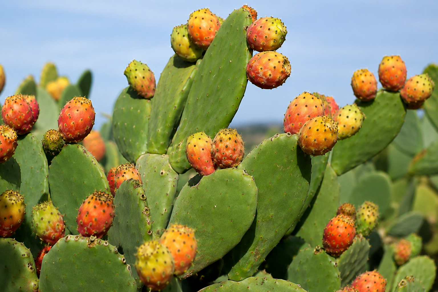 Olio di Semi di Fico d’India del Marocco – Elisir di Bellezza Naturale 10 ml
