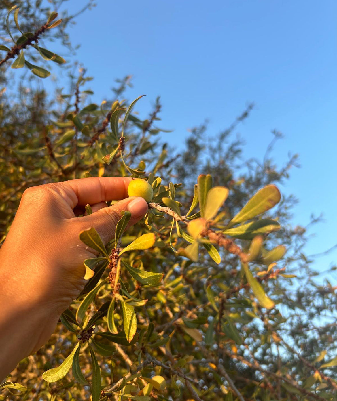 Olio di Argan Alimentare – 100% puro, artigianale, marocchino